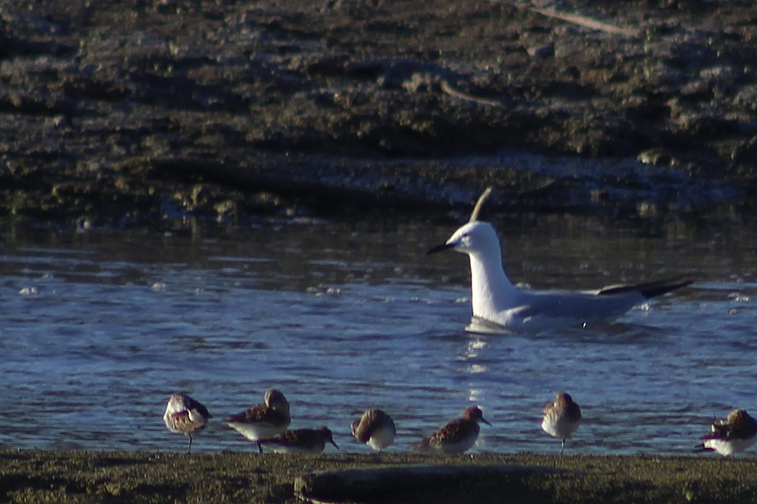 Slender-billed Gull